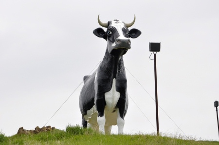 the world's largest holstein cow